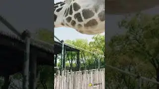 Ultra-close observation of giraffes