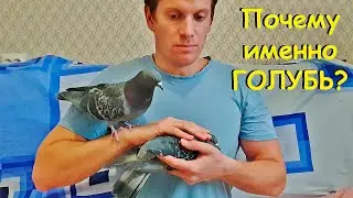 Моя любимая птица - ГОЛУБЬ. И вот почему
