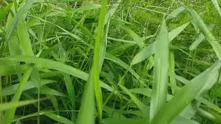 NGINTIP YANG SEGER2 DI SEMAK2...SSSSSSTTTT... JANGAN BERISIK ..!!! 