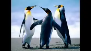 маенкрафт