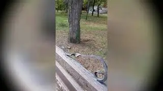 Білочка у моєму парку