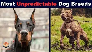 10 Most Unpredictable Dog Breeds