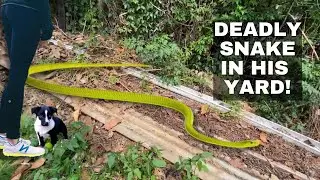 DEADLY GREEN SNAKE IN HIS GARDEN!