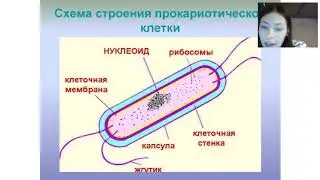 Биология ЕГЭ. Клеточная теория