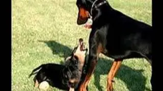 The Dachshund Song