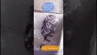 Как мышц проводят новый год