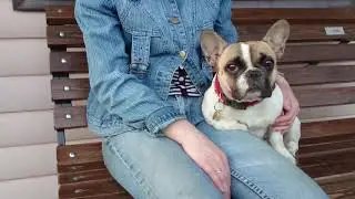 Французский бульдог Варенька: отдыхает на даче/French bulldog Barbara: resting in the country