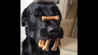 FUNNY DOG #shorts #tiktok #funnydog
