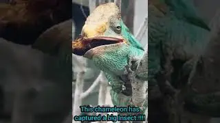 THIS HUNTING SKILL IS INCREDIBLE