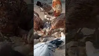 🔥Chicks
