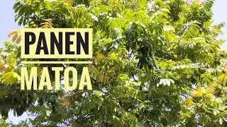 Tutorial Cara Memanen Buah Matoa Agar Tidak Pecah
