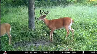 Fast and Easy Mock Scrape Setup