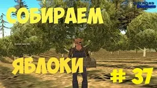 Играем на Diamond RP Sapphire #37 СОБИРАЕМ ЯБЛОКИ