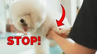 Don't Make These 10 Critical Mistakes With Your Dog!