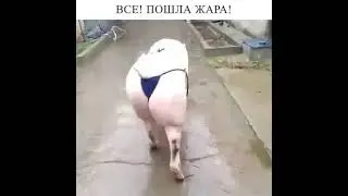 Свинья в Стрингах, Как Эффектно | Ржал целый час 😁