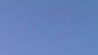 Пермские голуби, утренний полет.