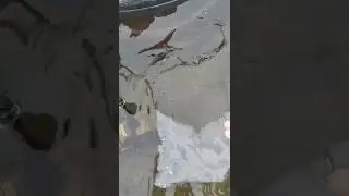 стёкла в пруду