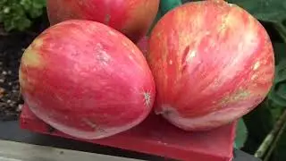Large-fruited tomatoes 2021. My choice.