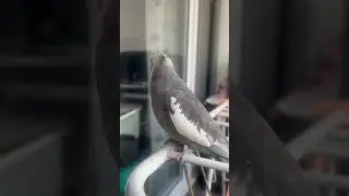 Evening singing from the gym by Pepper, the cockatiel singer - Kiro & pepper 