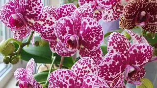 35 FLOWERS 🐈 WHAT THE WILD CAT ORCHID IS PLANTED IN