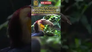 Beautiful Ducks in the World #short