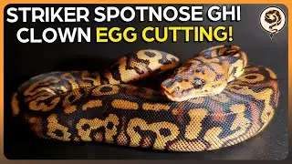 My First Ever Stranger Ball Python Egg Cutting! - Stranger Het Clown X GHI Spotnose Clown