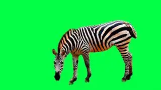 Zebra green screen || Zebra 🦓 Green Screen Background Video || Zebra Green Screen video
