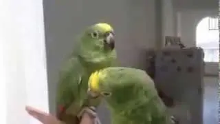 Улетное видео про поющих попугаев!