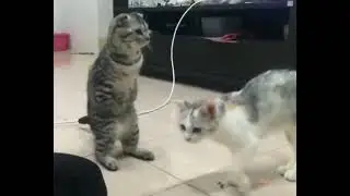 Что-то здесь не так... Тренд, смешное видео.
