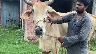 Symptoms of rabies in bullock l dr umar khan