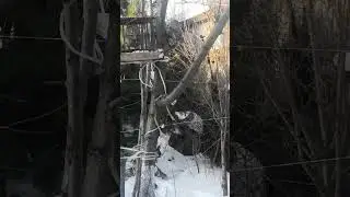 щуры кормятся в огороде, 24 января 2023 г.