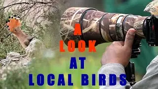 Bahrain's Feathered Residents - A look at local birds