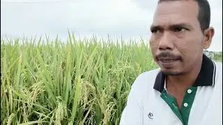 VIRALL #PADI SANGAT BERBOBOT TAHAN REBAH PENGISIAN FULL