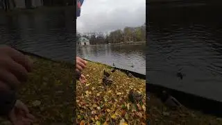 Нападение уток в Мюнхене!