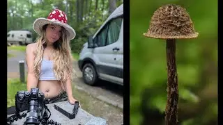 Exploring tiny worlds: Mushroom macro photography in Vanlife