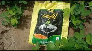 best micronutrients for plants | nutrient for all crops | sisgold #oasiscrop #shorts #tranding
