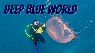 Scuba Diving Reef Boynton Beach, Florida