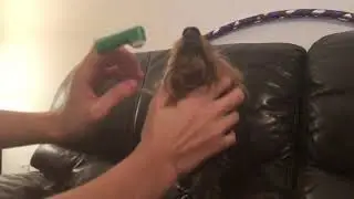 my brother trying to brush my dogs teeth