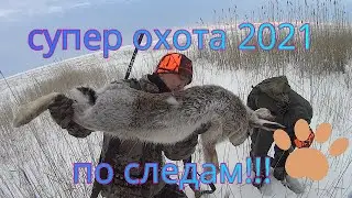 охота на зайца 2021 по следам!