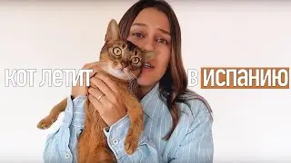 Как перевезти кота на самолете