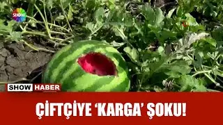 Bu yıl hasadı kargalar yaptı