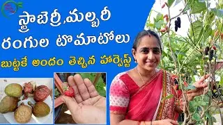 Beautiful Harvest | strawberry and mulberry harvest || TELUGU GARDEN VLOG
