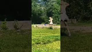 Квадробика #аня