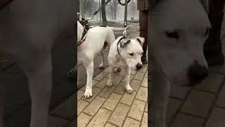 Лучший друг, лучшая собака - наш Рокки💔 