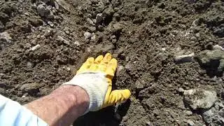 Капуста-делаем бороздки под рассаду.