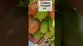 Сливка бендрика красная - просто Мега Урожайный сорт