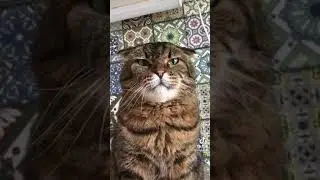 котики в тик ток