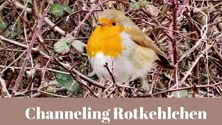 Das Rotkehlchen