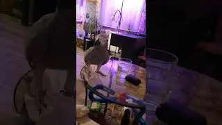 Жако и корги