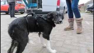 Greece shelter dog gets a forever home.